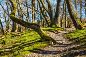 Scotland forest