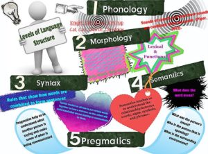 Levels of language structure credit glogster.com