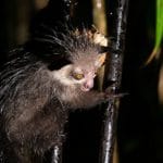 Read more about the article EN Podcast: Unusual animals – the aye-aye!