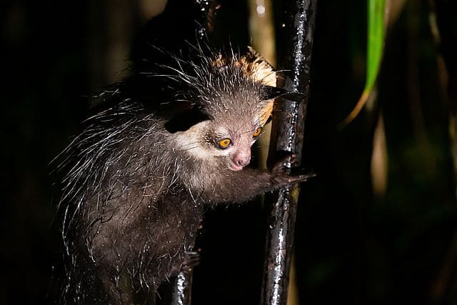 Des animaux inhabituels - le aye-aye !