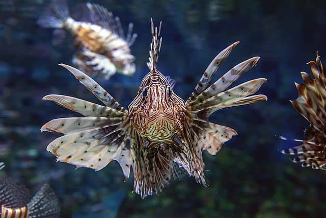 Lion fish