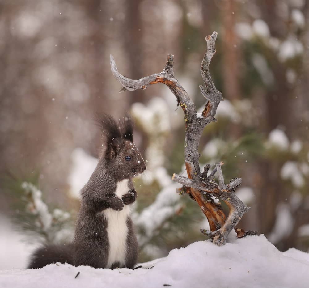 Ecureuil des neiges, podcast du cake d'hiver
