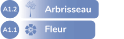 niveau A1